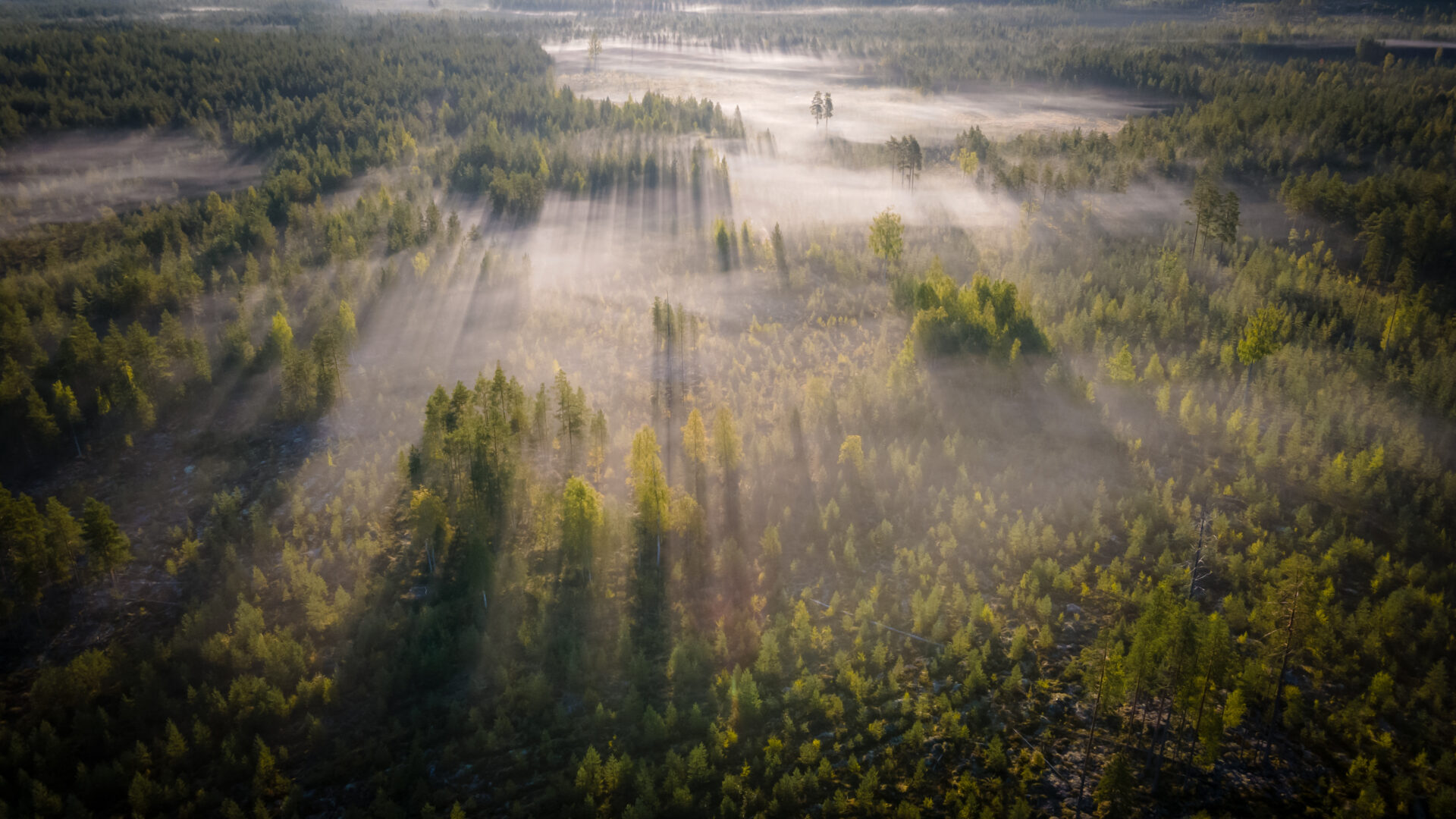 Metsäkatoasetus turvaa kestävän liiketoiminnan edellytykset 